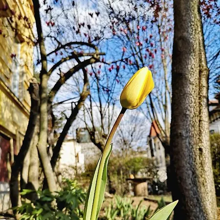 Vv Art, Unique In Center * リュブリャナ